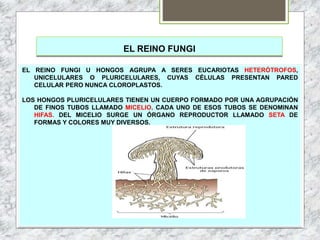 EL REINO FUNGI
EL REINO FUNGI U HONGOS AGRUPA A SERES EUCARIOTAS HETERÓTROFOS,
UNICELULARES O PLURICELULARES, CUYAS CÉLULAS PRESENTAN PARED
CELULAR PERO NUNCA CLOROPLASTOS.
LOS HONGOS PLURICELULARES TIENEN UN CUERPO FORMADO POR UNA AGRUPACIÓN
DE FINOS TUBOS LLAMADO MICELIO. CADA UNO DE ESOS TUBOS SE DENOMINAN
HIFAS. DEL MICELIO SURGE UN ÓRGANO REPRODUCTOR LLAMADO SETA DE
FORMAS Y COLORES MUY DIVERSOS.
 