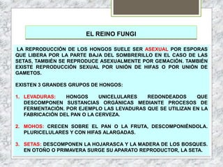 EL REINO FUNGI
LA REPRODUCCIÓN DE LOS HONGOS SUELE SER ASEXUAL POR ESPORAS
QUE LIBERA POR LA PARTE BAJA DEL SOMBRERILLO EN EL CASO DE LAS
SETAS, TAMBIÉN SE REPRODUCE ASEXUALMENTE POR GEMACIÓN. TAMBIÉN
EXISTE REPRODUCCIÓN SEXUAL POR UNIÓN DE HIFAS O POR UNIÓN DE
GAMETOS.
EXISTEN 3 GRANDES GRUPOS DE HONGOS:
1. LEVADURAS: HONGOS UNICELULARES REDONDEADOS QUE
DESCOMPONEN SUSTANCIAS ORGÁNICAS MEDIANTE PROCESOS DE
FERMENTACIÓN. POR EJEMPLO LAS LEVADURAS QUE SE UTILIZAN EN LA
FABRICACIÓN DEL PAN O LA CERVEZA.
2. MOHOS: CRECEN SOBRE EL PAN O LA FRUTA, DESCOMPONIÉNDOLA.
PLURICELULARES Y CON HIFAS ALARGADAS.
3. SETAS: DESCOMPONEN LA HOJARASCA Y LA MADERA DE LOS BOSQUES.
EN OTOÑO O PRIMAVERA SURGE SU APARATO REPRODUCTOR, LA SETA.
 