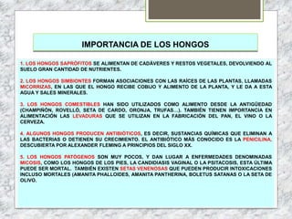 IMPORTANCIA DE LOS HONGOS
1. LOS HONGOS SAPRÓFITOS SE ALIMENTAN DE CADÁVERES Y RESTOS VEGETALES, DEVOLVIENDO AL
SUELO GRAN CANTIDAD DE NUTRIENTES.
2. LOS HONGOS SIMBIONTES FORMAN ASOCIACIONES CON LAS RAÍCES DE LAS PLANTAS, LLAMADAS
MICORRIZAS, EN LAS QUE EL HONGO RECIBE COBIJO Y ALIMENTO DE LA PLANTA, Y LE DA A ESTA
AGUA Y SALES MINERALES.
3. LOS HONGOS COMESTIBLES HAN SIDO UTILIZADOS COMO ALIMENTO DESDE LA ANTIGÜEDAD
(CHAMPIÑÓN, ROVELLÓ, SETA DE CARDO, ORONJA, TRUFAS…). TAMBIÉN TIENEN IMPORTANCIA EN
ALIMENTACIÓN LAS LEVADURAS QUE SE UTILIZAN EN LA FABRICACIÓN DEL PAN, EL VINO O LA
CERVEZA.
4. ALGUNOS HONGOS PRODUCEN ANTIBIÓTICOS, ES DECIR, SUSTANCIAS QUÍMICAS QUE ELIMINAN A
LAS BACTERIAS O DETIENEN SU CRECIMIENTO. EL ANTIBIÓTICO MÁS CONOCIDO ES LA PENICILINA,
DESCUBIERTA POR ALEXANDER FLEMING A PRINCIPIOS DEL SIGLO XX.
5. LOS HONGOS PATÓGENOS SON MUY POCOS, Y DAN LUGAR A ENFERMEDADES DENOMINADAS
MICOSIS, COMO LOS HONGOS DE LOS PIES, LA CANDIDIASIS VAGINAL O LA PSITACOSIS, ESTA ÚLTIMA
PUEDE SER MORTAL. TAMBIÉN EXISTEN SETAS VENENOSAS QUE PUEDEN PRODUCIR INTOXICACIONES
INCLUSO MORTALES (AMANITA PHALLOIDES, AMANITA PANTHERINA, BOLETUS SATANAS O LA SETA DE
OLIVO.
 