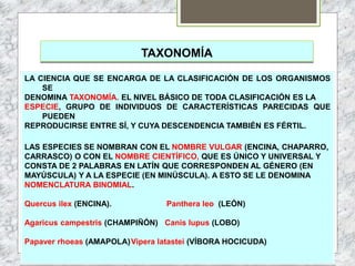 TAXONOMÍA
LA CIENCIA QUE SE ENCARGA DE LA CLASIFICACIÓN DE LOS ORGANISMOS
SE
DENOMINA TAXONOMÍA. EL NIVEL BÁSICO DE TODA CLASIFICACIÓN ES LA
ESPECIE, GRUPO DE INDIVIDUOS DE CARACTERÍSTICAS PARECIDAS QUE
PUEDEN
REPRODUCIRSE ENTRE SÍ, Y CUYA DESCENDENCIA TAMBIÉN ES FÉRTIL.
LAS ESPECIES SE NOMBRAN CON EL NOMBRE VULGAR (ENCINA, CHAPARRO,
CARRASCO) O CON EL NOMBRE CIENTÍFICO, QUE ES ÚNICO Y UNIVERSAL Y
CONSTA DE 2 PALABRAS EN LATÍN QUE CORRESPONDEN AL GÉNERO (EN
MAYÚSCULA) Y A LA ESPECIE (EN MINÚSCULA). A ESTO SE LE DENOMINA
NOMENCLATURA BINOMIAL.
Quercus ilex (ENCINA). Panthera leo (LEÓN)
Agaricus campestris (CHAMPIÑÓN) Canis lupus (LOBO)
Papaver rhoeas (AMAPOLA)Vipera latastei (VÍBORA HOCICUDA)
 