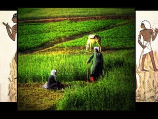 Tema 2 egipto