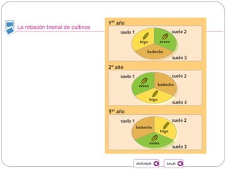 La rotación trienal de cultivos
SALIRSALIRANTERIORANTERIOR
 