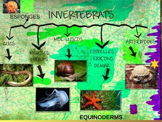 ESPONGES

EQUINODERMS

 