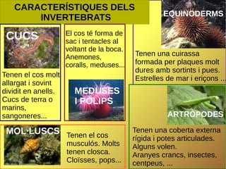 CARACTERÍSTIQUES DELS
INVERTEBRATS

CUCS

Tenen el cos molt
allargat i sovint
dividit en anells.
Cucs de terra o
marins,
sangoneres...

El cos té forma de
sac i tentacles al
voltant de la boca.
Anemones,
coralls, meduses...

EQUINODERMS

Tenen una cuirassa
formada per plaques molt
dures amb sortints i pues.
Estrelles de mar i eriçons ...

MEDUSES
I PÒLIPS
ARTRÒPODES

MOL·LUSCS Tenen el cos
musculós. Molts
tenen closca.
Cloïsses, pops...

Tenen una coberta externa
rígida i potes articulades.
Alguns volen.
Aranyes crancs, insectes,
centpeus, ...

 