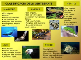 CLASSIFICACIÓ DELS VERTEBRATS
MAMÍFERS
Són vivípars.
●Mamen.
●Terrestres i aquàtics
●Cos cobert de pèl.
●Respiren amb pulmons.
●Tenen potes, aletes o
ales.
●

Són ovípars.
●Animals terrestres.
●Cos cobert de plomes.
●Respiren amb pulmons.
●La majoria volen.

Són ovípars.
●Terrestres o
aquàtics.
●Cos cobert
d'escates.
●Respiren amb
pulmons.
●Quatre potes o
no en tenen.
●

AMFIBIS
Són ovípars..
●Són terrestres però
necessiten viure prop de
l'aigua.
●Pell nua i humida.
●Respiren amb pulmons.
●Generalment tenen
quatre potes.
●

AUS
●

RÈPTILS

PEIXOS
Són ovípars.
●Animals aquàtics.
●Cos cobert d'escates.
●Respiren amb brànquies.
●Aletes en lloc de potes
●

 