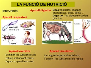LA FUNCIÓ DE NUTRICIÓ
Intervenen:

Aparell digestiu

Aparell respiratori

Aparell excretor

Eliminen les substàncies de
rebuig mitjançant teixits,
òrgans o aparell excretor.

Boca: tentacles, llengües
aferradisses, becs, dents...
Digestió: Tub digestiu o cavitat
gàstrica

Aparell circulatori
La sang transporta els nutrients,
l’oxigen i les substàncies de rebuig

 