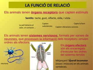 LA FUNCIÓ DE RELACIÓ
Els animals tenen òrgans receptors que capten estímuls
Sentits: tacte, gust, olfacte, oïda, i vista
La pell detecta el
calor, el contacte …

Capten
substàncies

Capta la llum
Capten vibracions sonores

Els animals tenen sistemes nerviosos, formats per xarxes de
neurones, que processen la informació dels receptors i envien
ordres als efectors.
Els òrgans efectors
són els encarregats
d'executar les ordres
del sistema nerviós

neurona

Mitjançant l’aparell locomotor
(ossos i músculs) en els animals
vertebrats.

 
