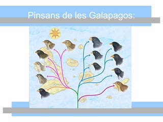 Pinsans de les Galapagos:
 