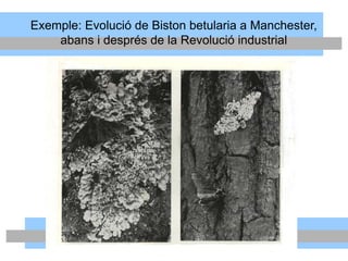Exemple: Evolució de Biston betularia a Manchester,
abans i després de la Revolució industrial
 