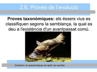 2.6. Proves de l’evolució
Ornitorinc: té característiques de rèptil i de mamífer.
Proves taxonòmiques: els éssers vius es
classifiquen segons la semblança, la qual es
deu a l'existència d'un avantpassat comú.
 