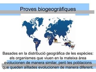 Proves biogeogràfiques
Basades en la distribució geogràfica de les espècies:
els organismes que viuen en la mateixa àrea
evolucionen de manera similar, però les poblacions
que queden aïllades evolucionen de manera diferent.
 