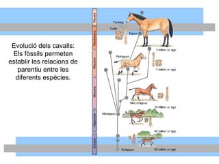 Evolució dels cavalls:
Els fòssils permeten
establir les relacions de
parentiu entre les
diferents espècies.
 