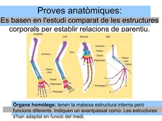 Proves anatòmiques:
Es basen en l'estudi comparat de les estructures
corporals per establir relacions de parentiu.
Òrgans homòlegs: tenen la mateixa estructura interna però
funcions diferents. Indiquen un avantpassat comú. Les estructures
s'han adaptat en funció del medi.
 
