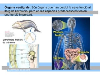Òrgans vestigials: Són òrgans que han perdut la seva funció al
llarg de l'evolució, però en les espècies predecessores tenien
una funció important.
Extremitats de la serp
Extremitats inferiors
de la balena
 