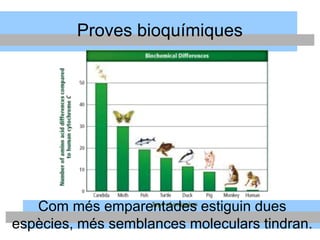 Proves bioquímiques
Com més emparentades estiguin dues
espècies, més semblances moleculars tindran.
 