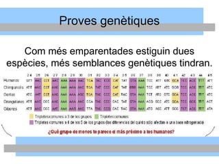 Com més emparentades estiguin dues
espècies, més semblances genètiques tindran.
Proves genètiques
 