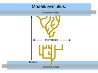 Models evolutius:
 