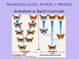 Tema 2 evolució 2