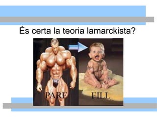 És certa la teoria lamarckista?
 