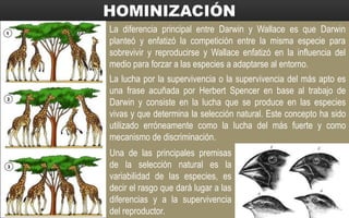 La diferencia principal entre Darwin y Wallace es que Darwin
planteó y enfatizó la competición entre la misma especie para
sobrevivir y reproducirse y Wallace enfatizó en la influencia del
medio para forzar a las especies a adaptarse al entorno.
La lucha por la supervivencia o la supervivencia del más apto es
una frase acuñada por Herbert Spencer en base al trabajo de
Darwin y consiste en la lucha que se produce en las especies
vivas y que determina la selección natural. Este concepto ha sido
utilizado erróneamente como la lucha del más fuerte y como
mecanismo de discriminación.
Una de las principales premisas
de la selección natural es la
variabilidad de las especies, es
decir el rasgo que dará lugar a las
diferencias y a la supervivencia
del reproductor.
 