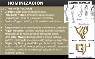 3.4 OTROS INVESTIGADORES
• Georges Cuvier: padre de la paleontología
• Franz Baron Nopcsa: fundador de la paleobiología.
• Edward Tyson: padre de la anatomía comparativa.
• Friedrich Engels: planteó que el trabajo hizo evolucionar al
hombre.
• Gregor Mendel: su trabajo originó las leyes de herencia genética.
• August Weissman: planteó la «barrera» donde la información
hereditaria solo se mueve desde los genes a las células.
• Ernst Walter Mayr: su trabajo permitió la síntesis evolutiva
moderna unificando la selección natural y las leyes de la genética.
• Stephen Jay Gould y Niles Eldredge: plantean la teoría del
equilibrio puntuado donde se propone que la evolución es estable
por un largo periodo e interrumpido por episodios cortos de
bifurcación evolutiva.
ANATOMÍA COMPARADA
 