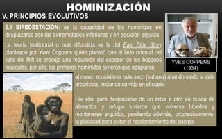 V. PRINCIPIOS EVOLUTIVOS
5.1 BIPEDESTACIÓN: es la capacidad de los homínidos en
desplazarse con las extremidades inferiores y en posición erguida.
YVES COPPENS
(1934)
ANTROPÓLOGO
FRANCÉS
al nuevo ecosistema más seco (sabana) abandonando la vida
arborícola, iniciando su vida en el suelo.
Por ello, para desplazarse de un árbol a otro en busca de
alimentos y refugio tuvieron que volverse bípedos y
mantenerse erguidos, perdiendo además, progresivamente,
la pilosidad para evitar el recalentamiento del cuerpo.
La teoría tradicional o más difundida es la del East Side Story
planteado por Yves Coppens quien planteó que el lado oriental del
valle del Rift se produjo una reducción del espesor de los bosques
tropicales, por ello, los primeros homínidos tuvieron que adaptarse
 