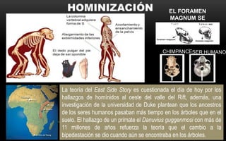 La teoría del East Side Story es cuestionada el día de hoy por los
hallazgos de homínidos al oeste del valle del Rift, además, una
investigación de la universidad de Duke plantean que los ancestros
de los seres humanos pasaban más tiempo en los árboles que en el
suelo. El hallazgo de un primate el Danuvius guggenmosi con más de
11 millones de años refuerza la teoría que el cambio a la
bipedestación se dio cuando aún se encontraba en los árboles.
EL FORAMEN
MAGNUM SE
ORIENTA HACIA
ABAJO
CHIMPANCESER HUMANO
 