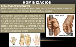 5.2 MANIPULACIÓN DE OBJETOS:
«El uso de las manos con precisión es uno de los motores fundamentales de la evolución
humana». Antonio Rosas Gonzales (Paleoantropólogo español)
La anatomía de nuestra mano es consecuencia del uso
que se le daba. El pulgar oponible nos permite realizar
toda una serie de prensiones de precisión, en las que
participan básicamente las puntas de los dedos en
oposición a la punta del pulgar, y prensiones de fuerza,
en las que intervienen diferentes áreas de los dedos y,
en ocasiones, la palma de la mano.
AGARRE FUERTE
AGARRE PRECISO
 
