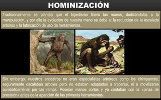 Sin embargo, nuestros ancestros no eran especialistas arbóreos como los chimpancés,
seguramente escalaban arboles pero no estaban adaptados a treparse, ni a movilizarse
acrobáticamente por las ramas. Poseían manos cortas y ya contaban con la «pinza de
precisión» antes de la aparición de las primeras herramientas.
Tradicionalmente se plantea que el bipedismo liberó las manos, dedicándolas a la
manipulación, y por ello la evolución de nuestra mano se debe a: la reducción de la escalada
arbórea y la fabricación de uso de herramientas.
 