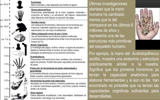 Por ejemplo, la mano del Australopithecus
sediba, muestra una anatomía y estructura
prácticamente similar a la nuestra.
Significa que los primeros homininos ya
tenían la capacidad anatómica para
elaborar herramientas y si aún no las han
encontrado es probable que no tenían las
capacidades cognitivas suficientes para
desarrollarlas.
Euprimates
Manos prensiles y uñas aplanadas que facilitan el agarre.
Simios plesiomórficos.
Proporciones generalizadas de la mano (pulgares moderados –
proporción de dedos) y la articulación del trapecio metacarpiano
selar altamente móvil mejoran la oposición del pulgar.
Grandes monos.
Uso habitual de herramientas y fabricación de herramientas que
involucran materiales orgánicos (por ejemplo: hojas, palos)
relacionados con una mayor encefalización.
Último antepasado común de pan y homo.
Uso de herramientas que involucran piedras modificadas
involuntariamente (probablemente similar a los chimpancés del
bosque de Tai).
Orrorin Tugenensis.
La morfología del pulgar y el fémur indican un agarre de precisión y
bipedismo habitual similar al humano (lo que implica nuevas
estrategias de alimentación en los primeros homínidos).
Australopitecus.
Proporciones intrínsecas de la mano, similares a las humanas y
agarre de precisión. Posible fabricación esporádica de herramientas
de piedra
Producción de herramientas de piedra sistematizada y
generalizada.
Comúnmente atribuida a las primeras especies de homo (algunos
fósiles muestran cerebros ligeramente agrandados).
Herramientas de piedra más elaboradas.
Asociadas con el homo erectus y hominos posteriores, que exhibían
un volumen endocraneal expandido y una forma corporal moderna
similar a la humana.
Homo sapiens
Cultura altamente encefalizada y bien desarrollada, habilidades de
manipulación y tecnología muy avanzadas.
Últimas investigaciones
plantean que la mano
humana ha cambiado
menos que la del
chimpancé en los últimos 6
millones de años y
representa una de las
estructuras más primitivas
del esqueleto humano.
 