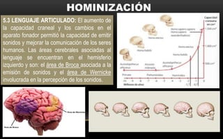 5.3 LENGUAJE ARTICULADO: El aumento de
la capacidad craneal y los cambios en el
aparato fonador permitió la capacidad de emitir
sonidos y mejorar la comunicación de los seres
humanos. Las áreas cerebrales asociadas al
lenguaje se encuentran en el hemisferio
izquierdo y son: el área de Broca asociada a la
emisión de sonidos y el área de Wernicke
involucrada en la percepción de los sonidos.
 