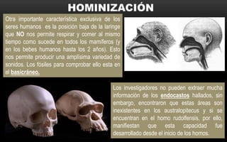 Otra importante característica exclusiva de los
seres humanos es la posición baja de la laringe
que NO nos permite respirar y comer al mismo
tiempo como sucede en todos los mamíferos (y
en los bebes humanos hasta los 2 años). Esto
nos permite producir una amplísima variedad de
sonidos. Los fósiles para comprobar ello esta en
el basicráneo.
Los investigadores no pueden extraer mucha
información de los endocastos hallados, sin
embargo, encontraron que estas áreas son
inexistentes en los australopitecus y si se
encuentran en el homo rudolfensis, por ello,
manifiestan que esta capacidad fue
desarrollado desde el inicio de los homos.
 