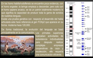 De forma tradicional, la evolución del lenguaje se basó
principalmente en la comunicación.
En los homo habilis/rudolfensis se encuentra poca evidencia, con
el homo ergaster, la laringe empieza a descender, pero solo con
el homo sapiens arcaico, se da un patrón totalmente moderno lo
que significa la capacidad de producir toda la gama de sonidos
de nuestras lenguas.
Existe una prueba genética con respecto al desarrollo del habla
articulada esta hace referencia al gen FOXp2 que aparece en su
forma moderna hace 120,000.
Los primates superiores
realizaban actividades de
subsistencia individualistas
para después realizar
complejas empresas
cooperativas de caza y
recolección, ello requería
una comunicación eficiente.
 