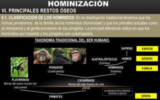 VI. PRINCIPALES RESTOS ÓSEOS
6.1. CLASIFICACIÓN DE LOS HOMINIDOS: En la clasificación tradicional tenemos que los
homos provenimos de la familia de los hominidos (hominidae) y que los primates actuales como
el chimpancé y el gorila provienen de los póngidos. La principal diferencia radica en que los
homínidos son bípedos y los póngidos son cuadrúpedos.
PRIMATES
CATARRINOS
Monos del viejo mundo sin cola
prensil
PLATIRRINOS
Monos del nuevo mundo con
cola prensil
HOMINIDOS
(bípedos)
PONGIDOS
(cuadrúpedos)
AUSTRALOPITECUS
(Extintos)
HOMOS
TAXONOMÍA TRADICIONAL DEL SER HUMANO.
SAPIENS
ORDEN
FAMILIA
GÉNERO
ESPECIE
ELABORACIÓN PROPIA
DANIEL GARCIA
 