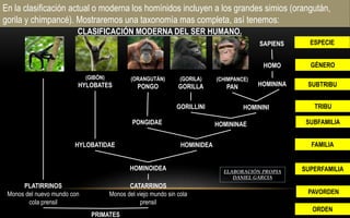 En la clasificación actual o moderna los homínidos incluyen a los grandes simios (orangután,
gorila y chimpancé). Mostraremos una taxonomía mas completa, así tenemos:
CLASIFICACIÓN MODERNA DEL SER HUMANO.
HOMINOIDEA
HYLOBATIDAE HOMINIDEA
(GIBÓN)
HYLOBATES
HOMININI
HOMININAE
PONGIDAE
(CHIMPANCE)
PAN
HOMO
PRIMATES
CATARRINOS
Monos del viejo mundo sin cola
prensil
PLATIRRINOS
Monos del nuevo mundo con
cola prensil
(ORANGUTÁN)
PONGO
GORILLINI
ORDEN
FAMILIA
GÉNERO
ESPECIE
PAVORDEN
SUPERFAMILIA
TRIBU
SUBFAMILIA
(GORILA)
GORILLA
SAPIENS
ELABORACIÓN PROPIA
DANIEL GARCIA
SUBTRIBU
HOMININA
 