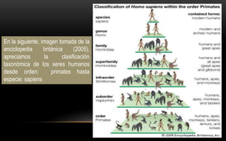 En la siguiente, imagen tomada de la
enciclopedia británica (2005),
apreciamos la clasificación
taxonómica de los seres humanos
desde orden: primates hasta
especie: sapiens
 