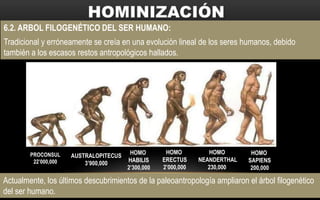 6.2. ARBOL FILOGENÉTICO DEL SER HUMANO:
Tradicional y erróneamente se creía en una evolución lineal de los seres humanos, debido
también a los escasos restos antropológicos hallados.
HOMO
SAPIENS
200,000
HOMO
NEANDERTHAL
230,000
HOMO
ERECTUS
2’000,000
HOMO
HABILIS
2’300,000
AUSTRALOPITECUS
3’900,000
PROCONSUL
22’000,000
Actualmente, los últimos descubrimientos de la paleoantropología ampliaron el árbol filogenético
del ser humano.
 