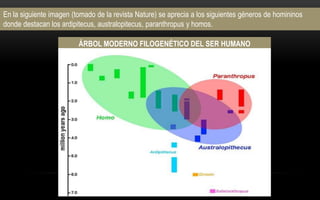 ÁRBOL MODERNO FILOGENÉTICO DEL SER HUMANO
En la siguiente imagen (tomado de la revista Nature) se aprecia a los siguientes géneros de homininos
donde destacan los ardipitecus, australopitecus, paranthropus y homos.
 