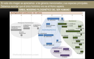 ÁRBOL MODERNO FILOGENÉTICO DEL SER HUMANO
En esta otra imagen se apreciamos a los géneros mencionados y sus especies principales.
Debemos recordar que el único hominino vivo es el Homo sapiens.
 