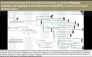 En la revista Paleobiology de la Universidad de Cambridge, en el articulo Phylogeny,
ancestors, and anagenesis in the hominin fossil record (2019) encontramos esta filogenia
del Homo sapiens.
Relaciones filogenéticas entre especies de homínidos. A) Reconstrucción con la mejor puntuación AIC cuando los datos temporales se
consideran junto con los datos morfológicos y se acomoda la anagénesis. B, C) Áreas del árbol inferidas únicamente de la morfología
que difieren del panel A. Ambas regiones muestran resultados engañosos cuando no se considera la anagénesis. Esto se refleja en la
mejora en AIC observada en la topología angenética preferida.
 