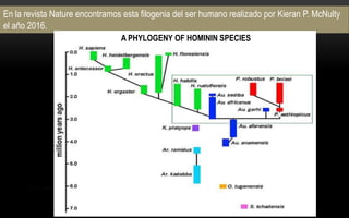 En la revista Nature encontramos esta filogenia del ser humano realizado por Kieran P. McNulty
el año 2016.
A PHYLOGENY OF HOMININ SPECIES
 