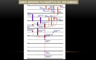 ÁRBOL MODERNO FILOGENÉTICO DEL SER HUMANO
 