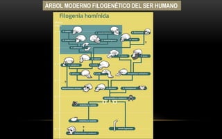 ÁRBOL MODERNO FILOGENÉTICO DEL SER HUMANO
 