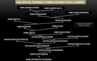 ANÁLISIS DEL PROBABLE CAMINO SEGUIDO POR EL HOMBRE
ARDIPITECUS RAMIDUS
SAHELANTHROPUS TCHADENSIS
AUSTRALOPITECUS AFARENSIS
AUSTRALOPITECUS ANAMENSIS
AUSTRALOPITECUS SEDIBA
HOMO HABILIS
HOMO ERGASTER
HOMO ERECTUS
HOMO ANTECESSOR
HOMO SAPIENS SAPIENS HOMO SAPIENS IDALTU
HOMO HEIDELBERGENSIS
HOMO RUDOLFENSIS
HOMO RHODESIENSIS
AUSTRALOPITECUS GARHI
KENYANTHROPUS PLATYOPS
AUSTRALOPITECUS AFRICANUS
PARANTHROPUS AETHIOPICUS
HOMO NALEDI
ELABORACIÓN PROPIA
DANIEL GARCIA
 