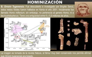 B. Orrorin Tugenensis: Fue descubierto e investigado por Brigitte Senut,
estos restos fósiles fueron hallados en Kenia el año 2001. Inicialmente fue
llamado Homo millenium, sin embargo, no pertenecía al genero Homo, ni a
los Australopitecus. Tiene una antigüedad entre 6 y 5,5 millones de años.
La imagen es tomada de la revista Nature, el fémur muy bien conservado nos permite afirmar
que Orrorin tugenensis era bípedo.
 