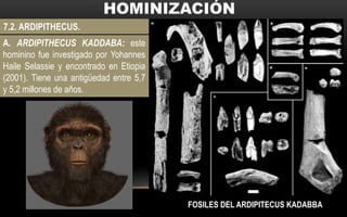 7.2. ARDIPITHECUS.
A. ARDIPITHECUS KADDABA: este
hominino fue investigado por Yohannes
Haile Selassie y encontrado en Etiopia
(2001). Tiene una antigüedad entre 5,7
y 5,2 millones de años.
FOSILES DEL ARDIPITECUS KADABBA
 