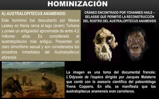 A) AUSTRALOPITECUS ANAMENSIS:
Este hominino fue descubierto por Meave
Leakey en Kenia cerca al lago (anam) Turkana
y posee un antigüedad aproximada de entre 4,2
millones años. Es considerado el
australopitecino más antiguo. Presentan un
claro dimorfismo sexual y son considerados los
ancestros inmediatos del Australopitecus
afarensis.
CRÁNEO ENCONTRADO POR YOHANNES HAILE –
SELASSIE QUE PERMITIÓ LA RECONSTRUCCIÓN
DEL ROSTRO DEL AUSTRALOPITECUS ANAMENSIS
La imagen es una toma del documental francés:
L'Odyssée de l'espèce dirigida por Jacques Malaterre
que contó con la asesoría científica del paleontólogo
Yvens Coppens. En ella, se manifiesta que los
australopitecus anamensis eran carroñeros.
 