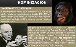 C) AUSTRALOPITECUS AFRICANUS
El Australopitecues africanus fue un hominino que vivió en los
arboles, poseía una capacidad craneal de entre 480 – 520 cm3,
presenta menor prognatismo, sus caninos son mas pequeños,
con un peso alrededor de 40 kg para los machos y presenta
dimorfismo sexual.
Los primeros fósiles fueron descubiertos por Josephine
Salmons e investigados por Raymond Dart en Sudáfrica el
año 1924; se encontró un cráneo conocido con el nombre
del Niño de Taung con una antigüedad de 2,5 millones de
años. Otro vestigio fue la Señora Ples descubierto en
Sudafrica por Robert Broom en 1947, denominado
Plesianthropus transvaalensis, se halló un cráneo completo
de esta especie de unos 2,6 millones de años.
 
