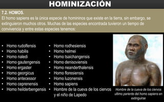 7.2. HOMOS.
El homo sapiens es la única especie de homininos que existe en la tierra, sin embargo, se
extinguieron muchos otros. Muchas de las especies encontrada tuvieron un tiempo de
convivencia y entre estas especies tenemos:
• Homo rudolfensis
• Homo habilis
• Homo naledi
• Homo gautengensis
• Homo ergaster
• Homo georgicus
• Homo antecessor
• Homo ceprenensis
• Homo heilderbengensis
• Homo rodhesiensis
• Homo helmei
• Homo tsaichangensis
• Homo denisoviensis
• Homo neanderthalensis
• Homo floresiensis
• Homo luzonensis
• Homo sapiens
• Hombre de la cueva de los ciervos
y el niño de Lapedo
Hombre de la cueva de los ciervos
ultimo pariente del homo sapiens en
extinguirse
 