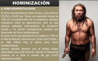 A. HOMO NEANDERTHALENSIS.
El Homo neanderthalensis habitó Europa y Asia entre los
230,000 y 40,000 ane. Tenían una capacidad craneal de
1550 cm3, su industria lítica fue la musteriense, realizaba
canibalismo (ritual y/o gastronómico), eran de baja
estatura, realizaban enterramientos, de complexión
robusta y los últimas investigaciones plantean que
descienden del Homo heidelbergensis.
El primer Homo neanderthalensis fue hallado en 1856 en
el valle de Neander (Alemania) por Johann Karl Fuhlrott y
en 1864 William King lo definió como Homo
neanderthalensis.
Algunos estudios plantean que el hioides estaba
desarrollado para emitir fonemas, además, el Neandertal
presenta en su ADN la variante del gen FoxP2
relacionado al habla.
 